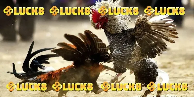 Bí quyết chơi đá gà bất bại từ cao thủ truyền lại