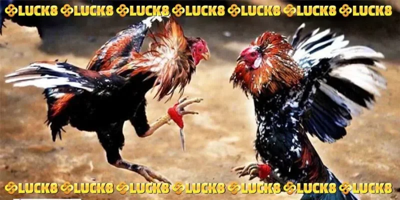 Đá gà trực tiếp C1 hôm nay LUCK8 với nhiều ưu đãi độc quyền
