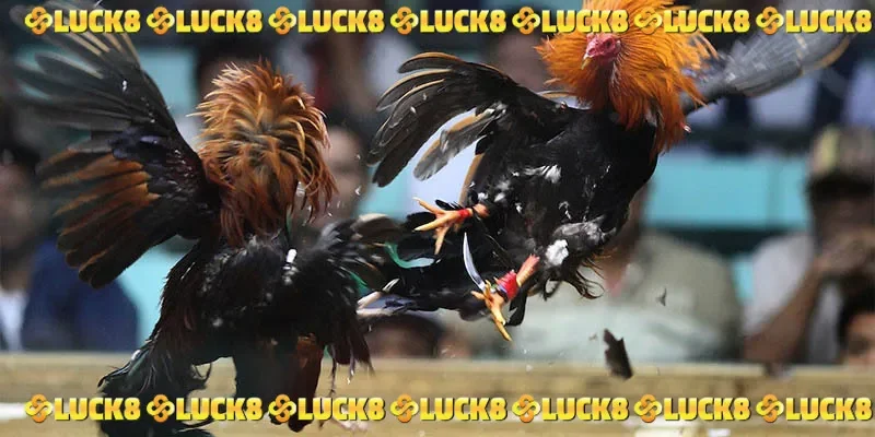 đá gà trực tiếp C1 hôm nay