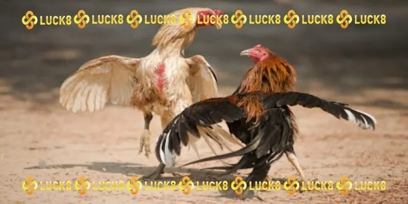 Đấu trường Thomo được tay chơi chuyên nghiệp yêu thích