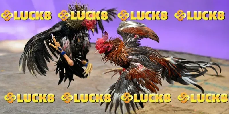 LUCK8 - địa điểm lý tưởng của các dân chơi đa mê chọi gà