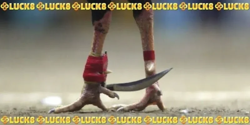 Quy trình cơ bản trong trận chọi kê