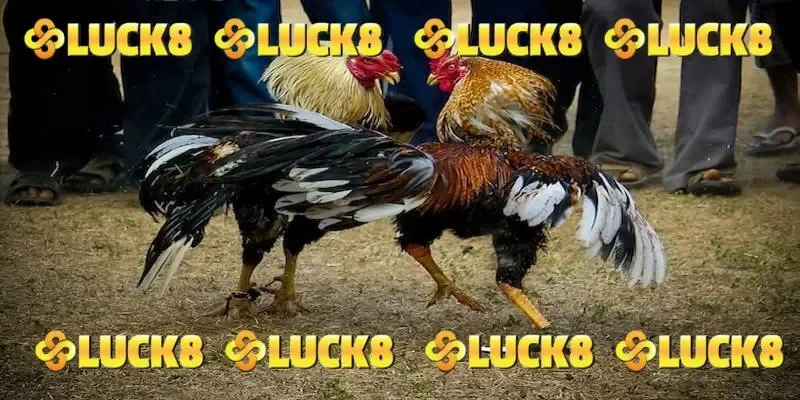 Quy trình gia nhập sảnh đá gà đầy kịch tính