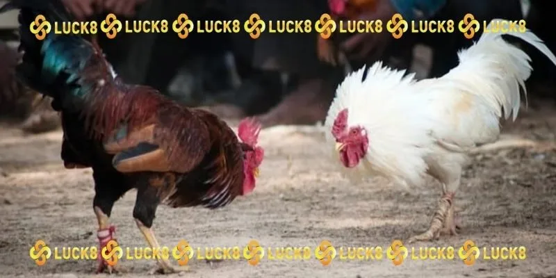 Trải nghiệm dịch vụ chọi kê online với 3 bước