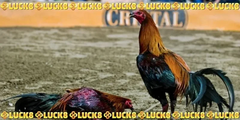 Trực tiếp đá gà cựa dao được cập nhật liên tục