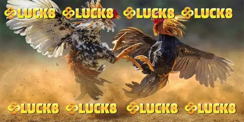 Vô vàn ưu đãi hấp dẫn tại sảnh đá gà LUCK8